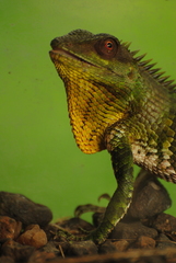 Calotes nemoricola