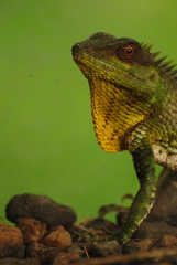 Calotes nemoricola
