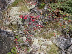 Cotoneaster antoninae