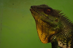 Calotes nemoricola
