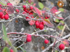 Cotoneaster antoninae