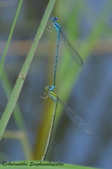Pseudagrion australasiae