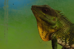 Calotes nemoricola