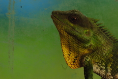 Calotes nemoricola