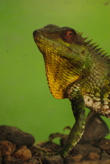 Calotes nemoricola