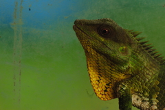 Calotes nemoricola