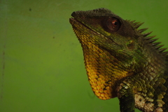 Calotes nemoricola