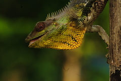 Calotes nemoricola