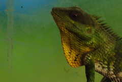 Calotes nemoricola