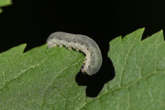 Macrophya alboannulata