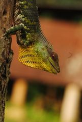 Calotes nemoricola