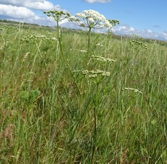 Seseli strictum