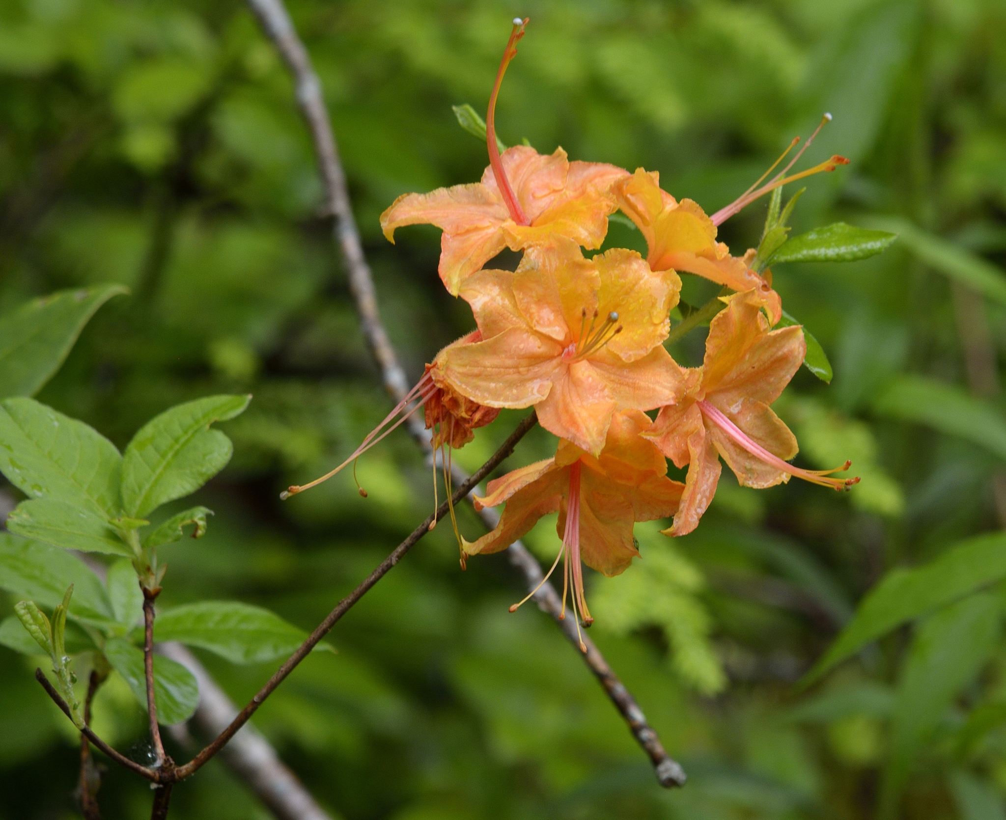 Azaleas (Género Rhododendron) · NaturaLista Mexico