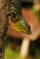 Calotes nemoricola