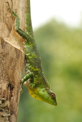 Calotes nemoricola