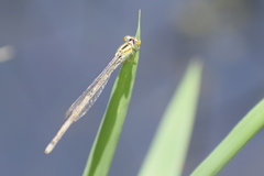 Pseudagrion australasiae