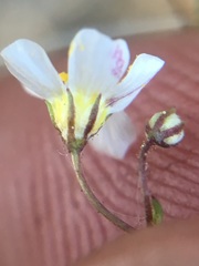 Linanthus inyoensis