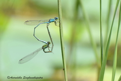 Pseudagrion australasiae