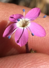 Gilia leptantha purpusii
