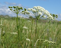 Seseli strictum