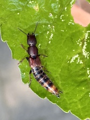 Platydracus cinnamopterus