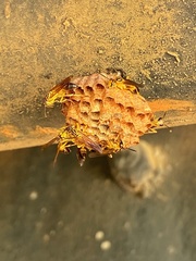 Mischocyttarus cerberus