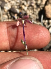 Gilia leptantha purpusii