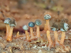 Diderma tigrinum