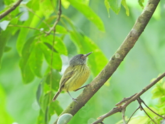 Todirostrum maculatum