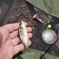 Morone mississippiensis