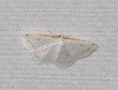 Protitame virginalis