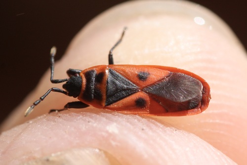 Mediterranean red bug photo 6