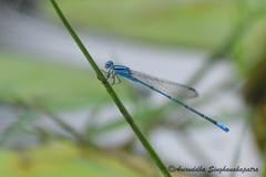 Pseudagrion australasiae
