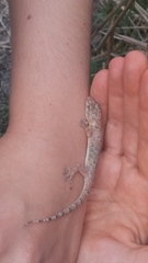 Hemidactylus mabouia