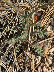 Gilia leptantha purpusii