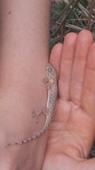 Hemidactylus mabouia