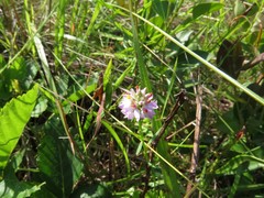 Polygala brevifolia