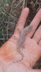 Hemidactylus mabouia