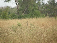 Myrmecocichla aethiops