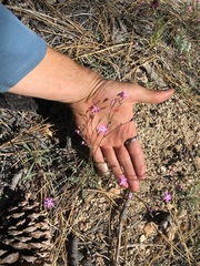 Gilia leptantha purpusii