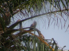 Coracias cyanogaster