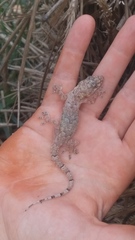 Hemidactylus mabouia