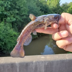 Ameiurus brunneus