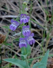Penstemon leiophyllus leiophyllus