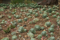 Echeveria elegans