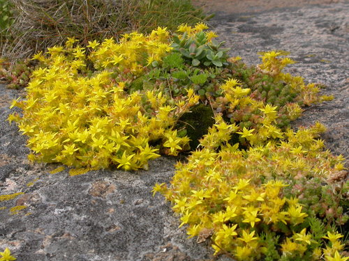 Aitrusis šilokas nuotrauka