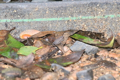 Eleutherodactylus marnockii