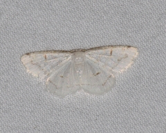 Protitame virginalis