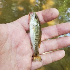 Micropterus chattahoochae