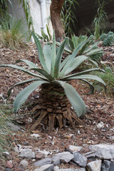 Agave
